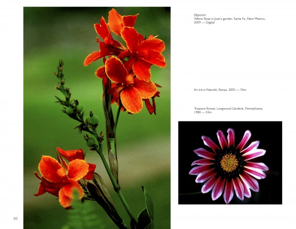 The Art of Flower Photography - Image 3