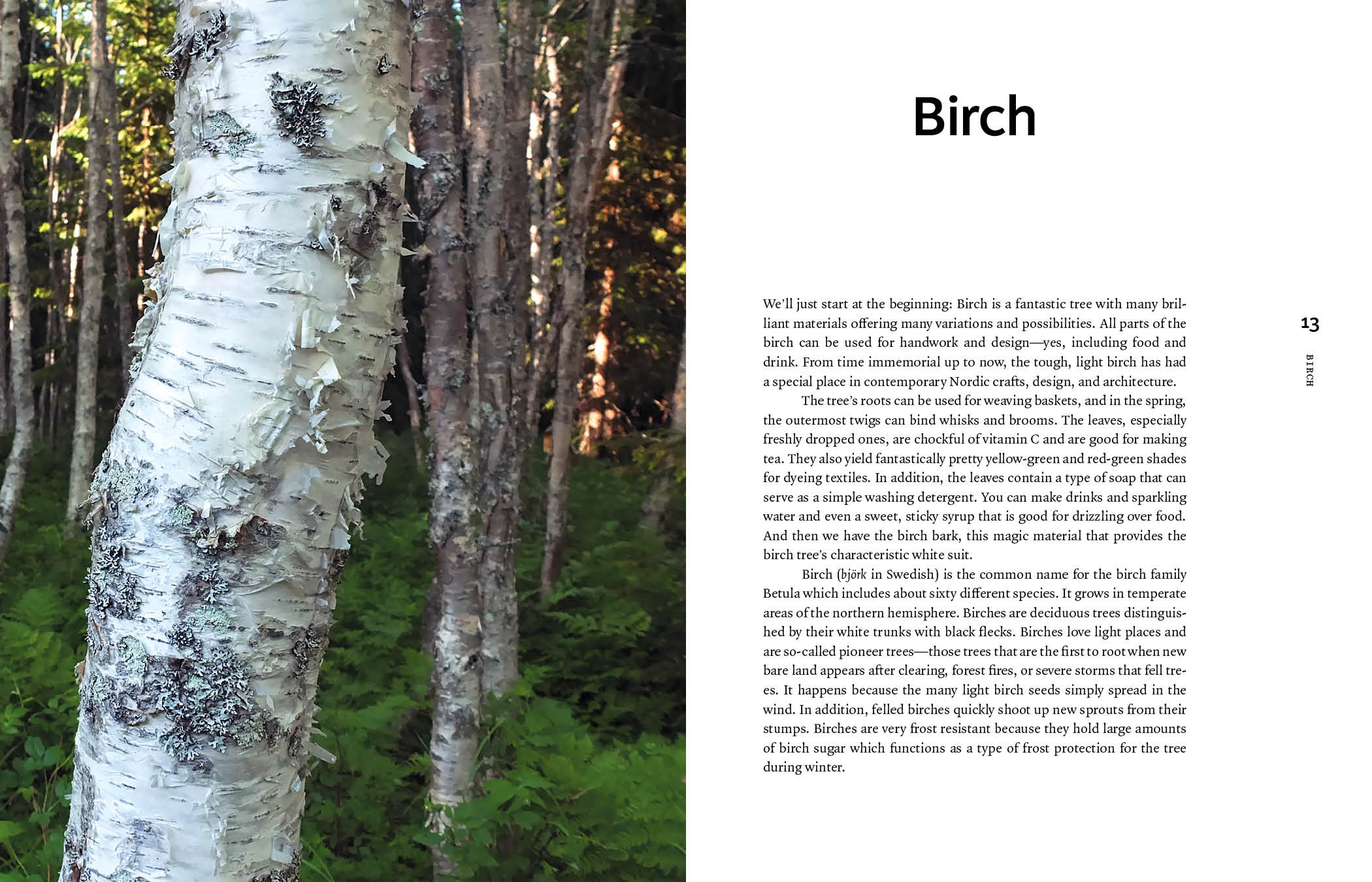 Bark Craft - Image 3