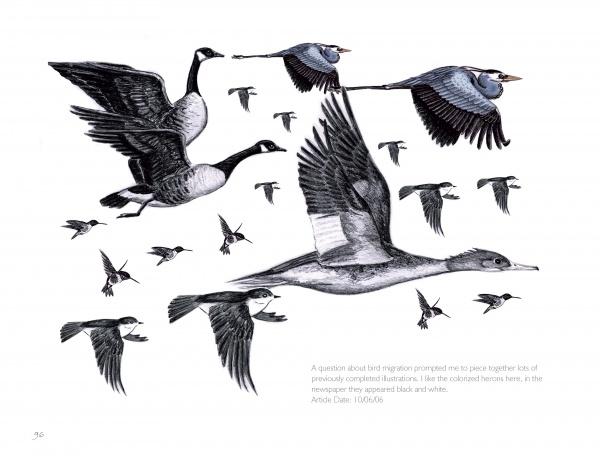 The Birds We Live With - Image 4