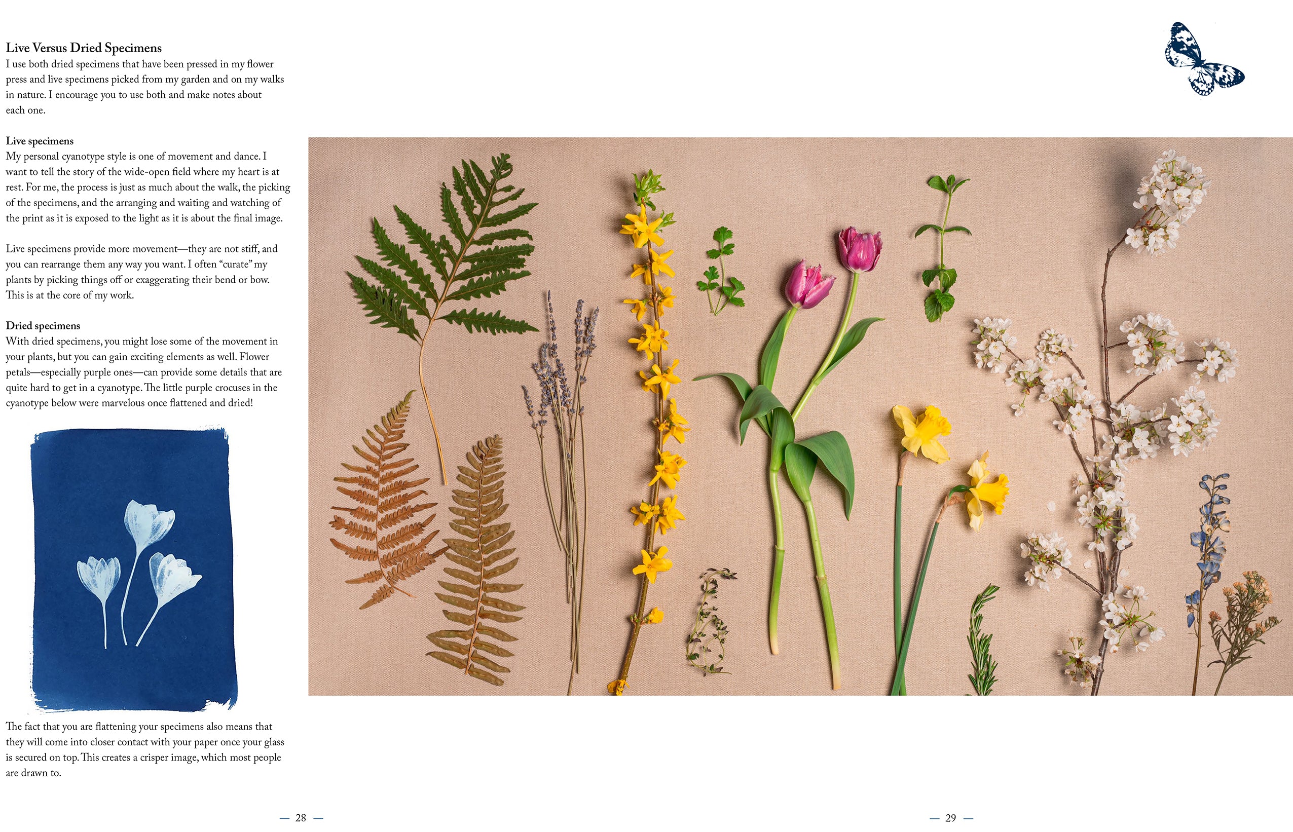 Botanical Cyanotype - Image 5