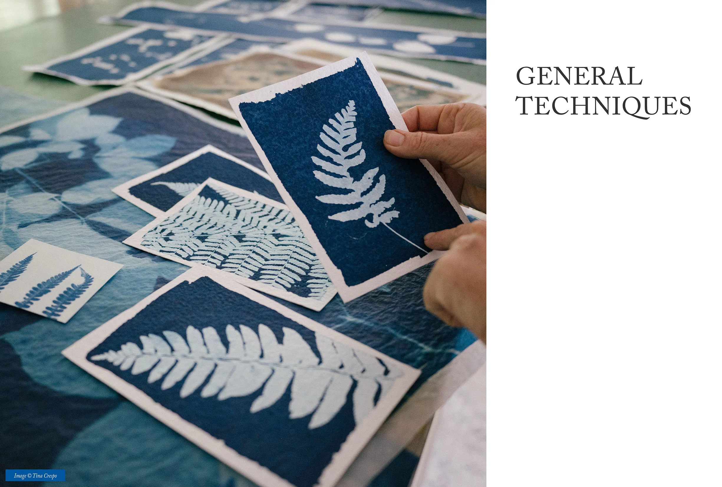 Botanical Cyanotype - Image 6