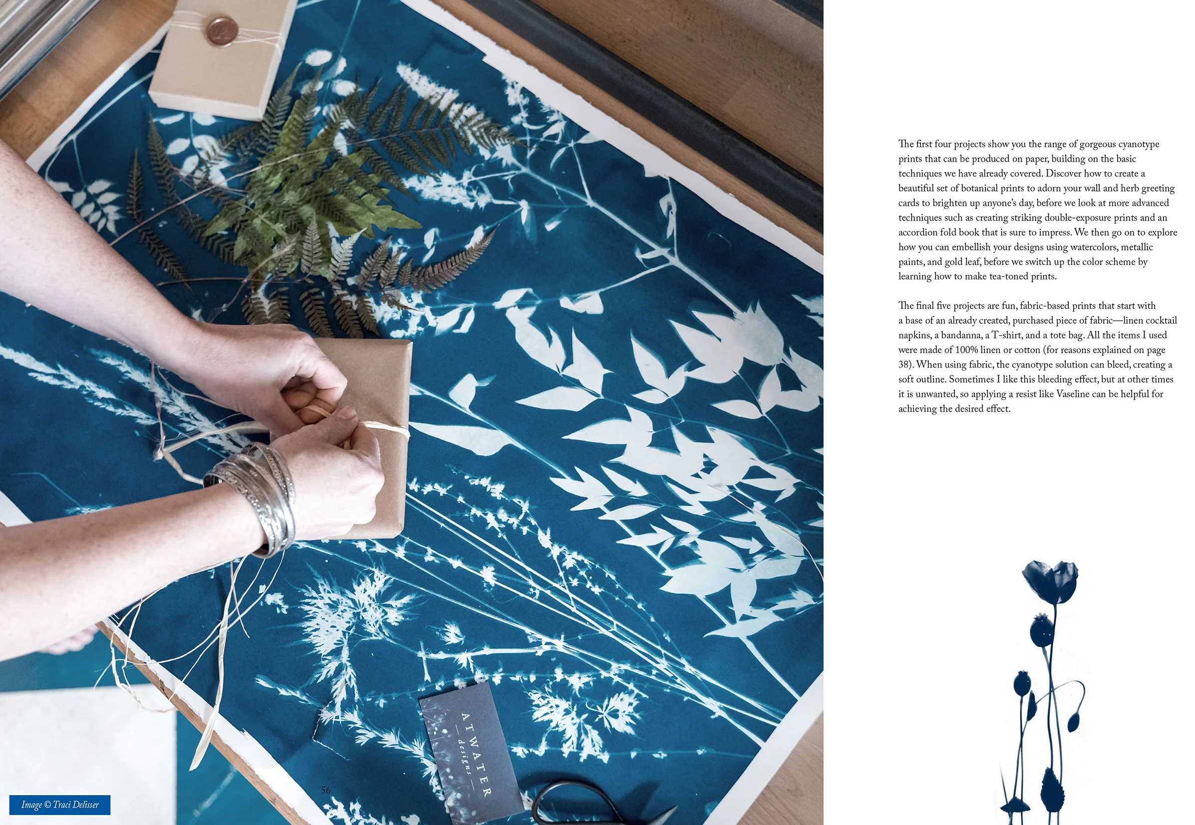 Botanical Cyanotype - Image 8