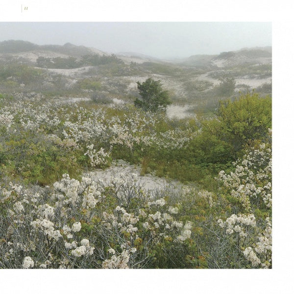 Cape Cod along the Shore - Image 7