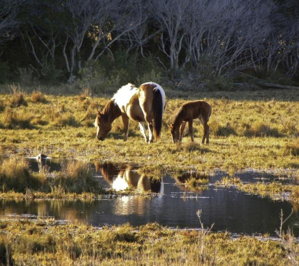 Chincoteague Ponies - Image 3
