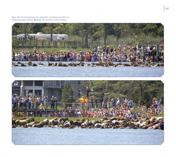 Chincoteague Ponies - Image 4