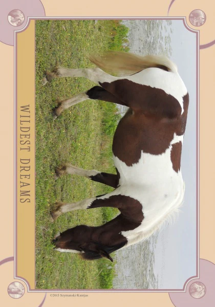Chincoteague Pony Identification Cards - Image 3