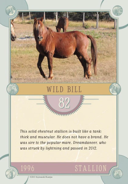 Chincoteague Pony Identification Cards - Image 4
