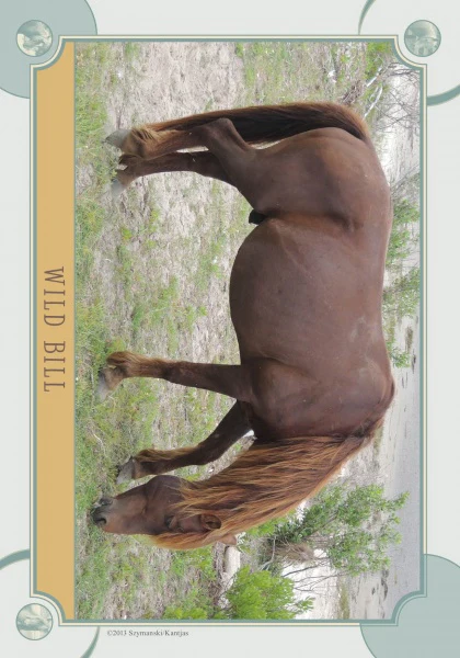 Chincoteague Pony Identification Cards - Image 5