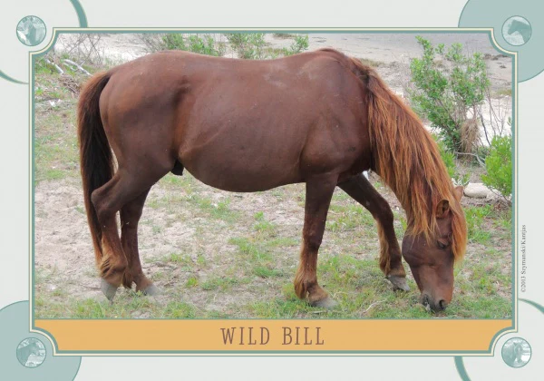 Chincoteague Pony Identification Cards - Image 6