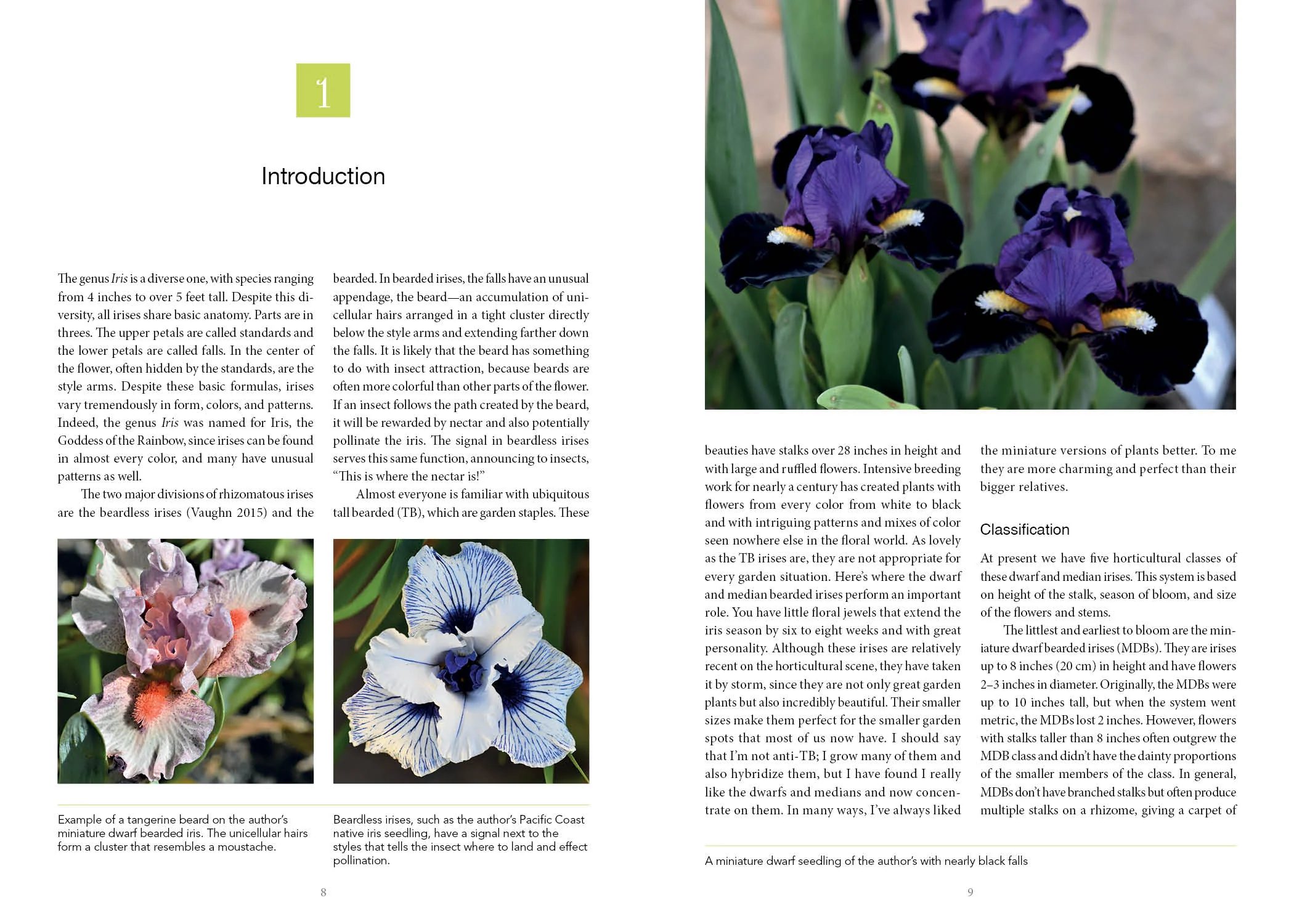 Dwarf and Median Bearded Irises - Image 3