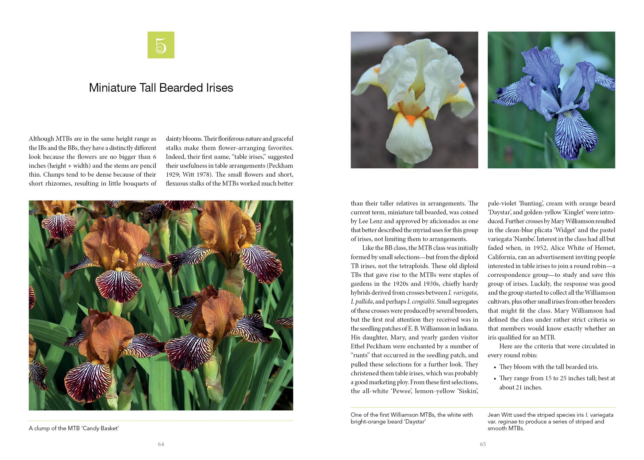 Dwarf and Median Bearded Irises - Image 4