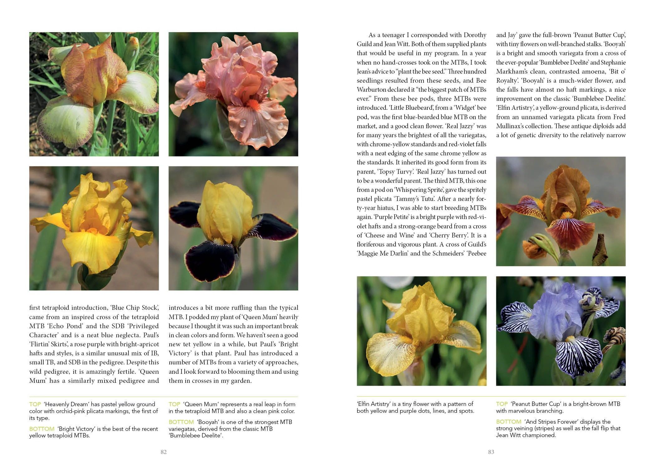 Dwarf and Median Bearded Irises - Image 5