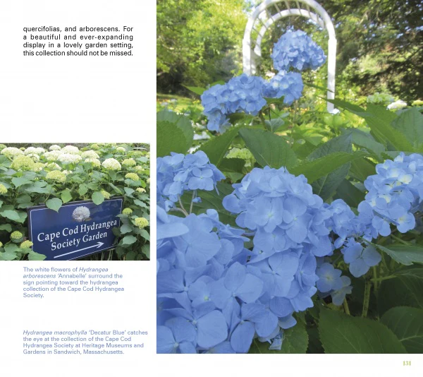 Heavenly Hydrangeas - Image 4