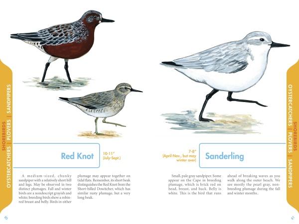 An Illustrated Guide to the Common Birds of Cape Cod - Image 4