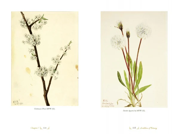 The Life and Times of Mary Vaux Walcott - Image 5