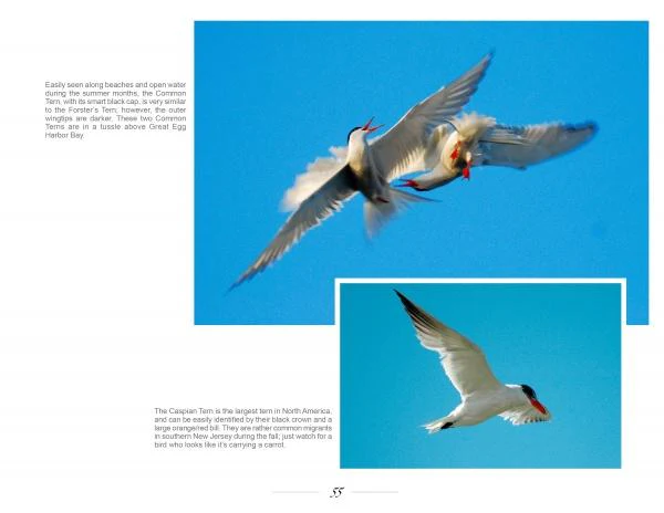 New Jersey Birds and Beyond - Image 4