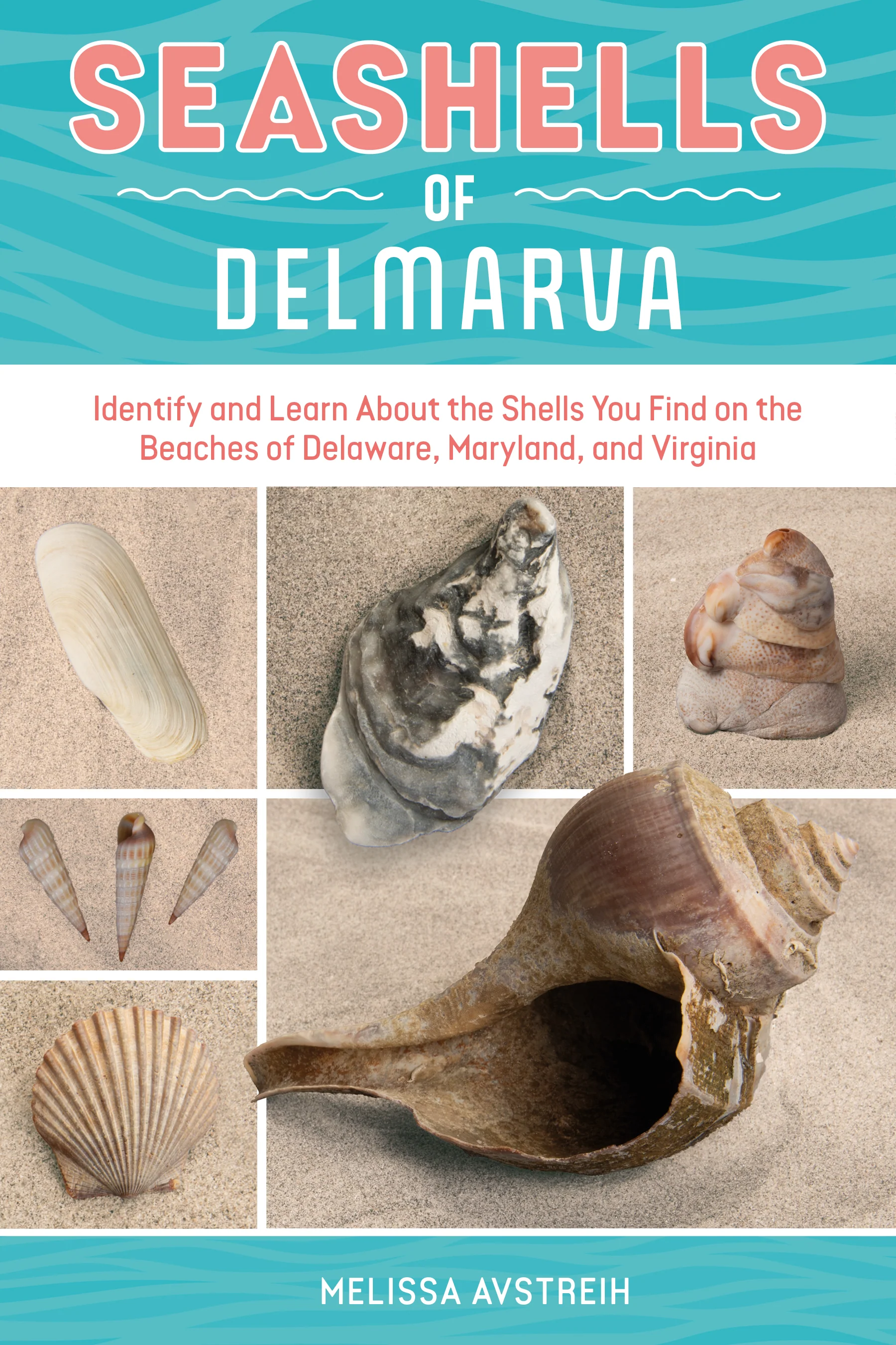 Seashells of Delmarva