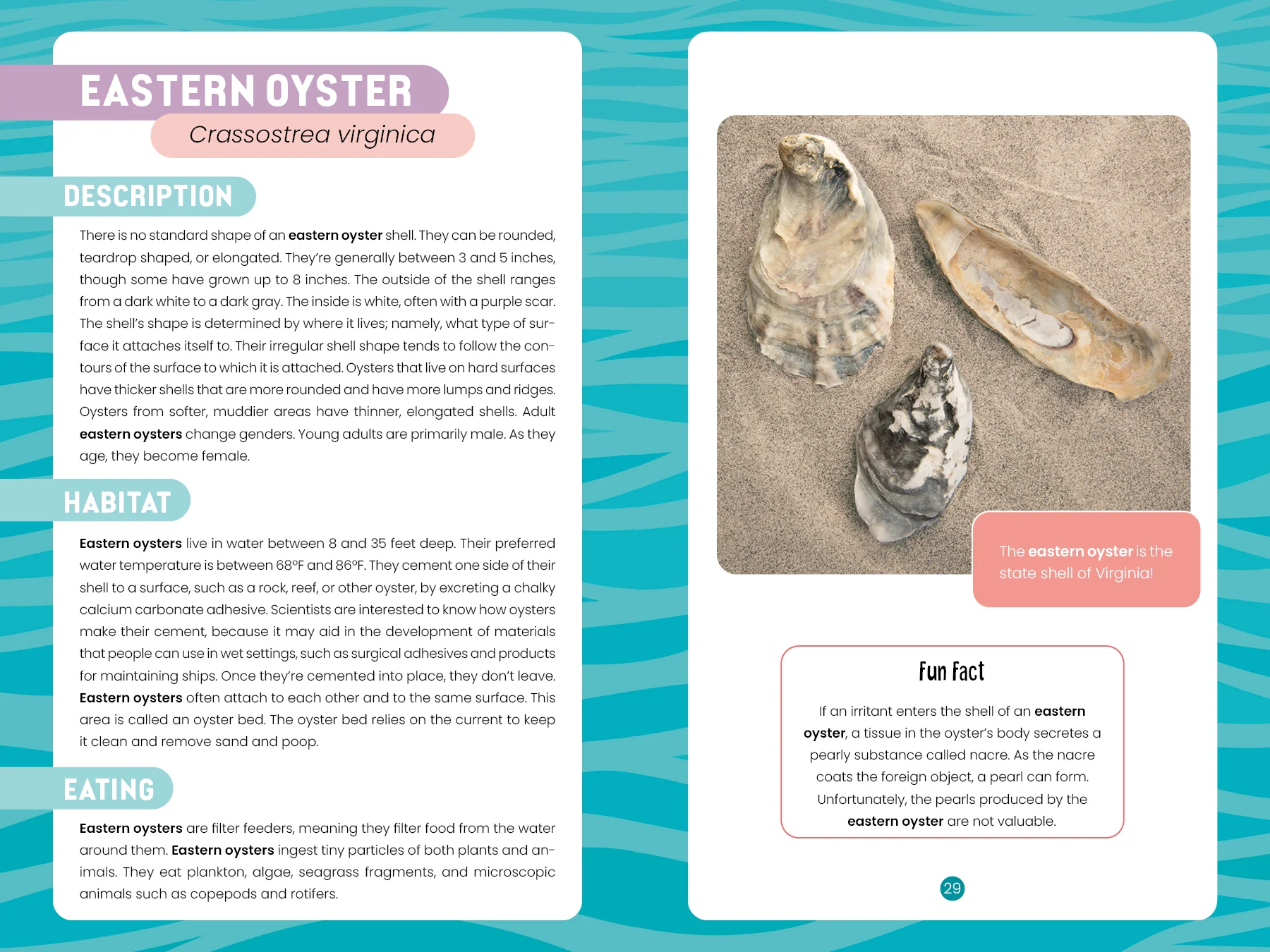 Seashells of Delmarva - Image 4