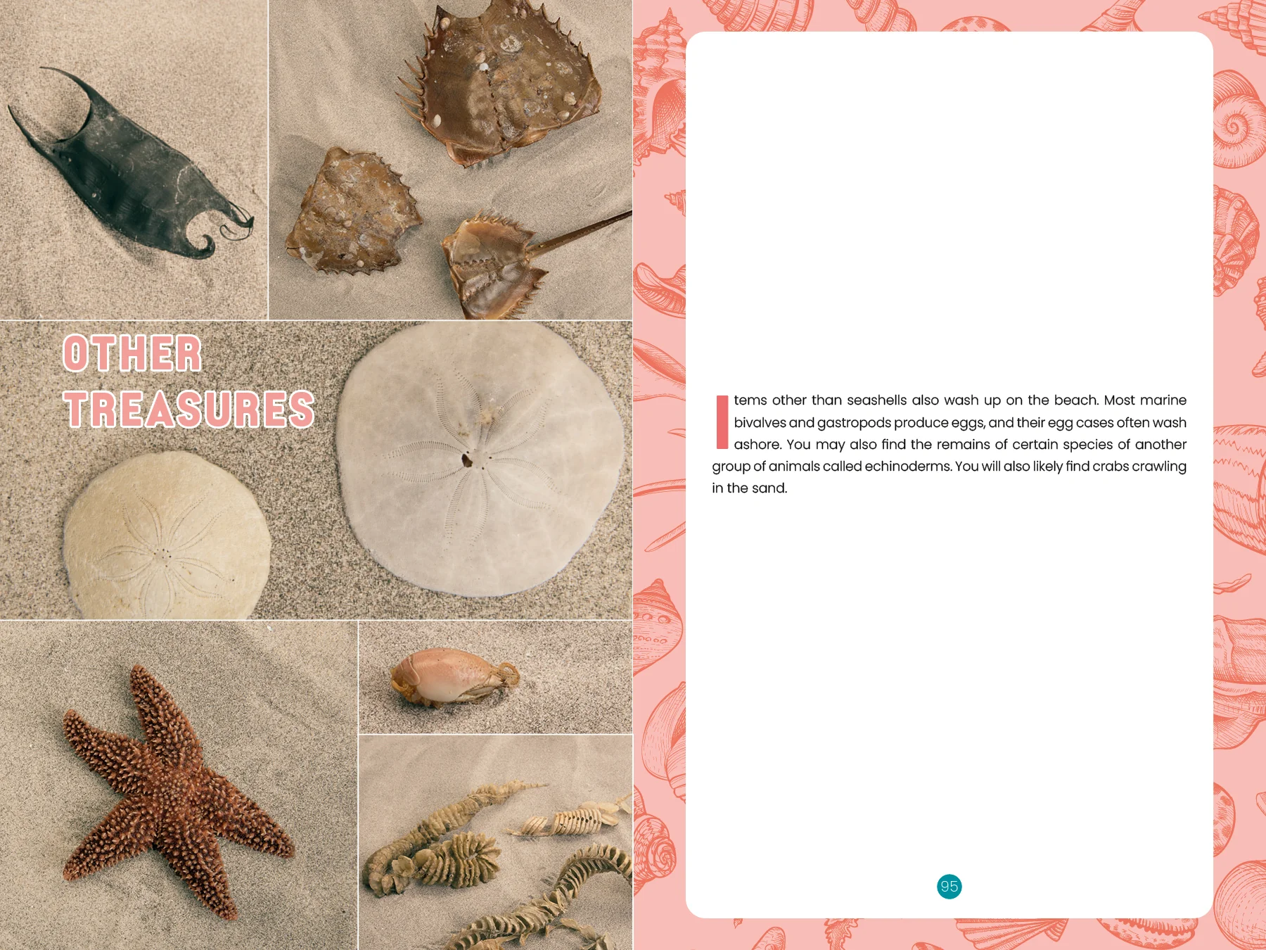 Seashells of Delmarva - Image 6