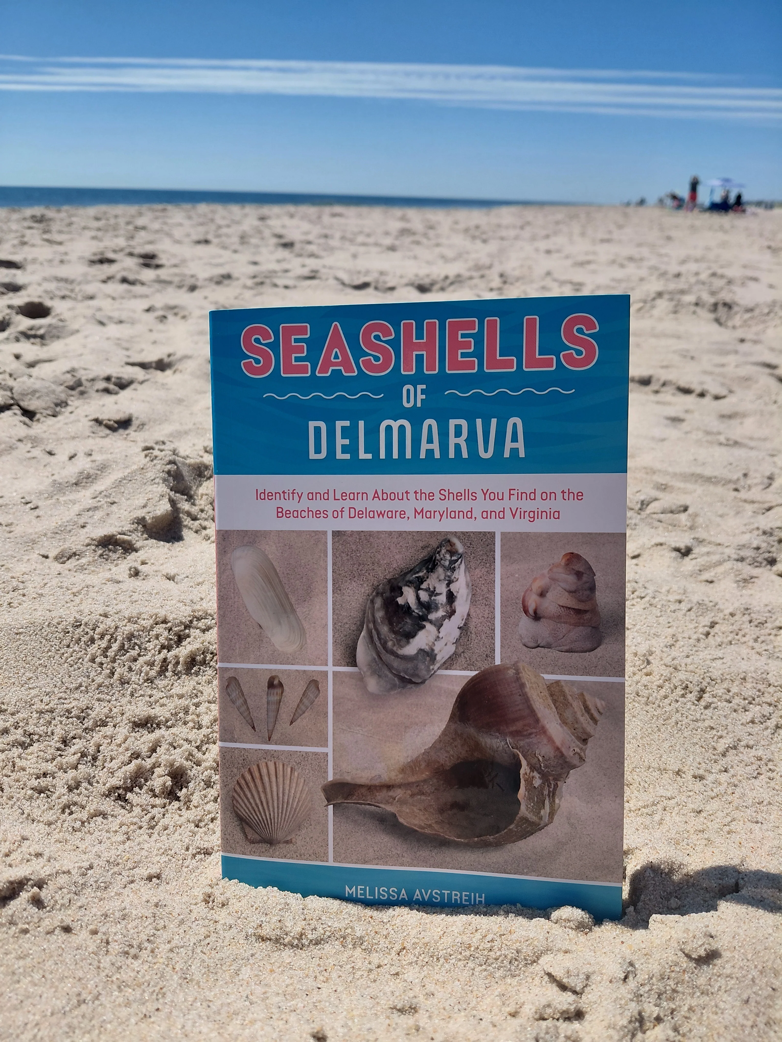 Seashells of Delmarva - Image 8