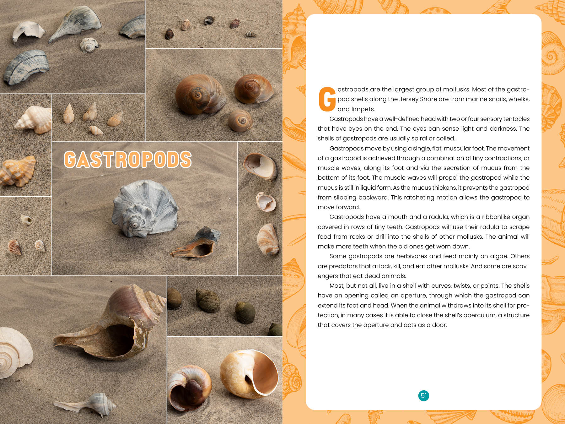 Seashells of the Jersey Shore - Image 3