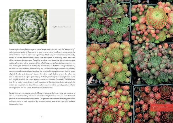 Sempervivum - Image 4