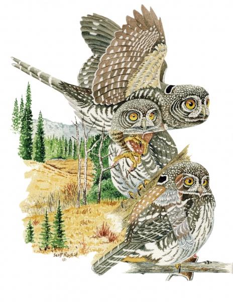 Small Mountain Owls - Image 2
