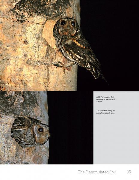 Small Mountain Owls - Image 3