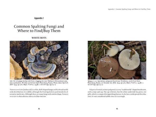 Spalting 101 - Image 5