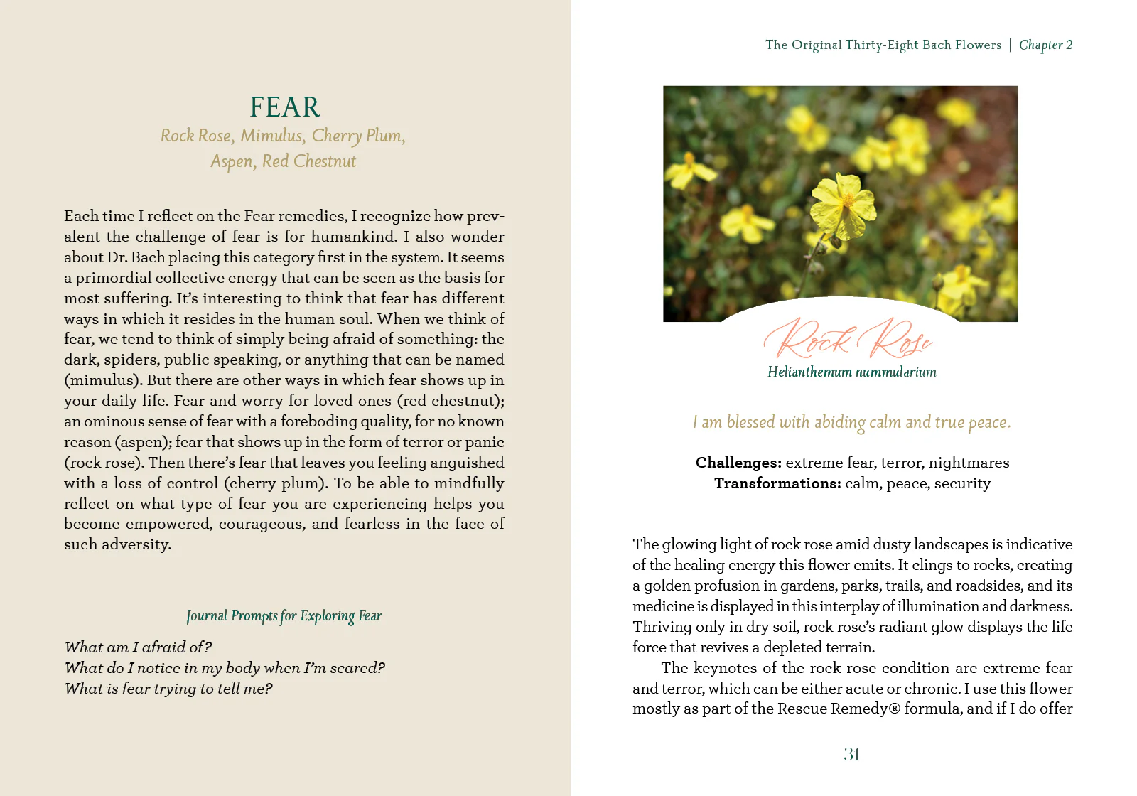 The Art of Flower Therapy - Image 4