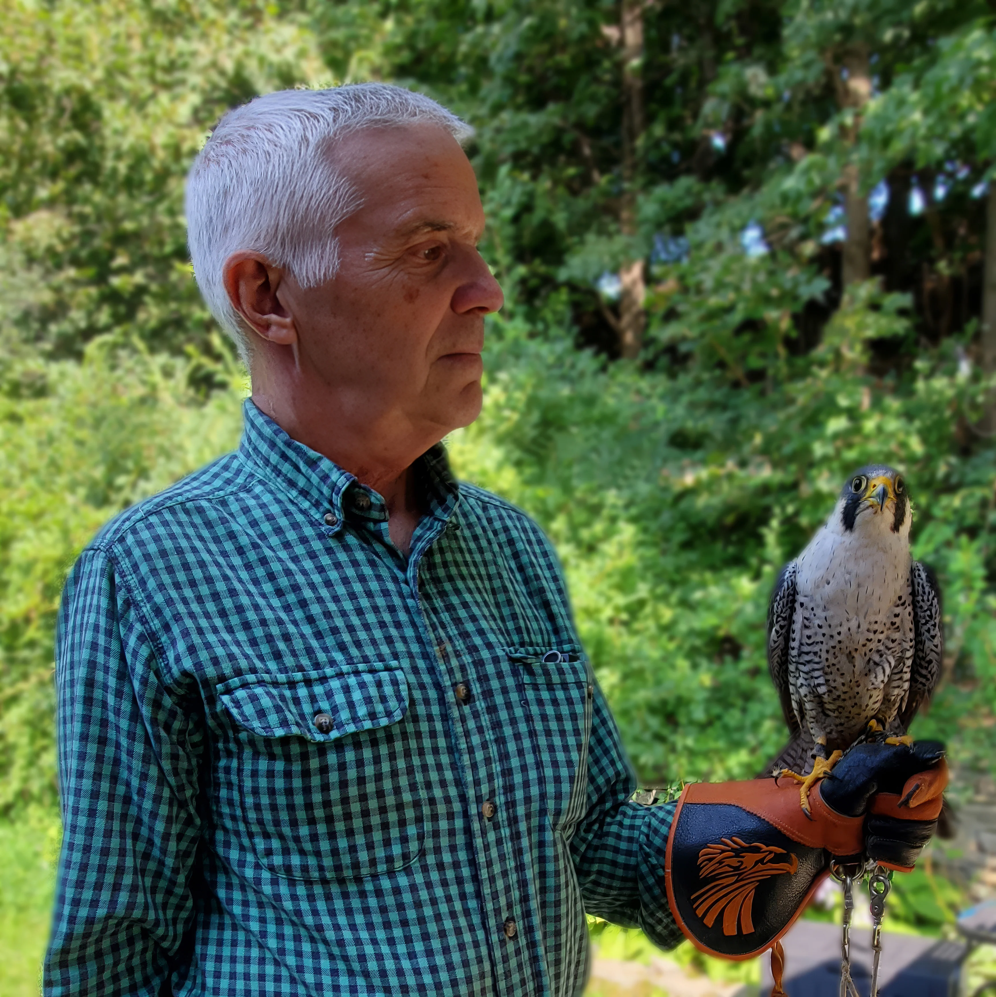 The Peregrine Falcon - Image 11