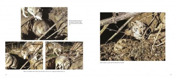 Wolf Sanctuary - Image 5